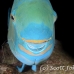 parrotfish_wb_ci_h_0090_cos1828.jpg